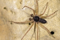 Le Philodrome disparate. Un mle (Araneae - Philodromidae - Philodromus dispar)